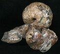 Hoploscaphites Ammonite With Clam Fossils - Montana #16966-1
